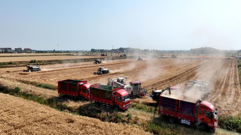 新时代中国调研行之看区域·中部篇丨提单产减损耗延链条——“三夏”一线看“中部粮仓”新作为(图2)