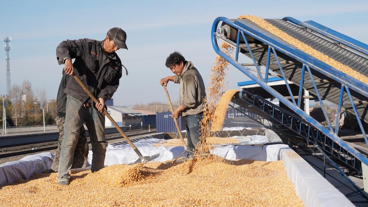 九游会J9：粮食高效运输方案解决客户烦心事(图2)