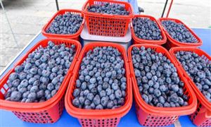 2023年中国干散货运输行业市场现状、行业需求趋势及企业竞争分析(图4)