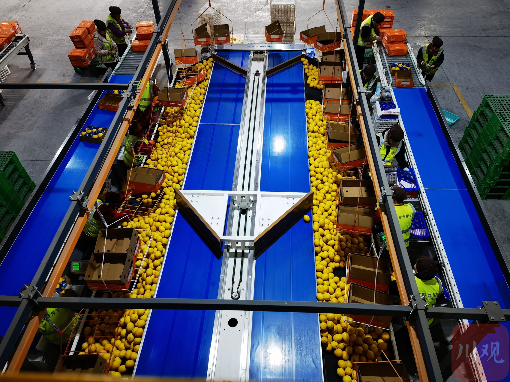 九游会J9：去年26种特色农产品首次出口——探索微改革天府农品加速出海丨奋力谱写中国式现代化四川新篇章(图3)