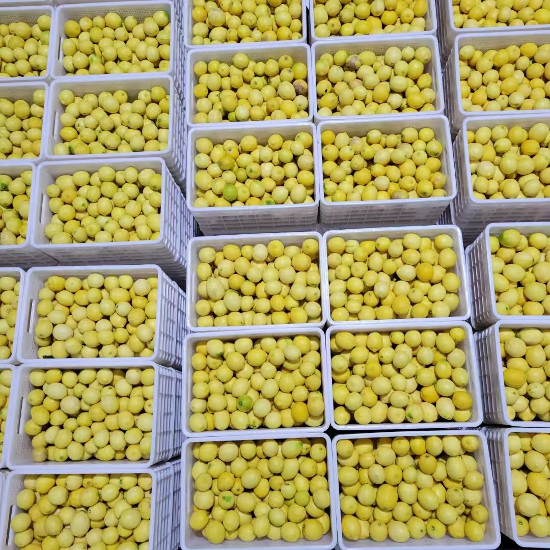 九游会J9：去年26种特色农产品首次出口——探索微改革天府农品加速出海丨奋力谱写中国式现代化四川新篇章(图4)