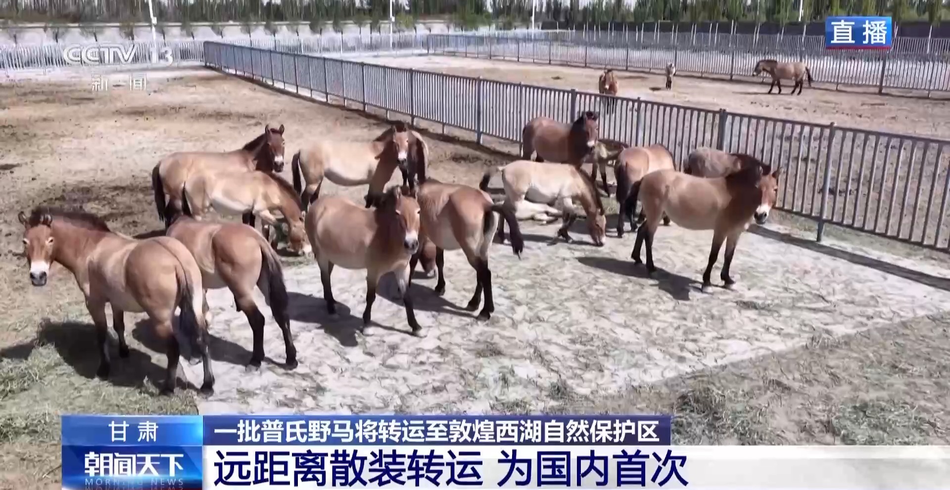 J9九游会：【中央媒体看甘肃】又一批普氏野马将转运从几近灭绝到重生它们经历了什么？(图2)