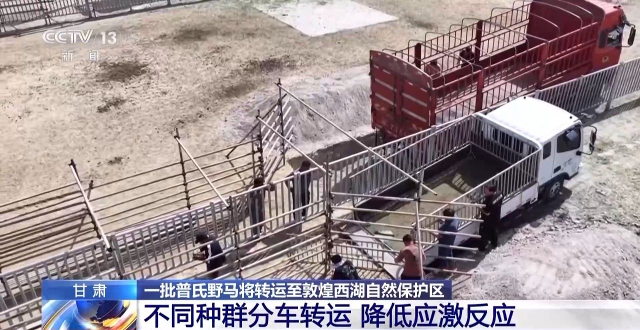 J9九游会：【中央媒体看甘肃】又一批普氏野马将转运从几近灭绝到重生它们经历了什么？(图3)