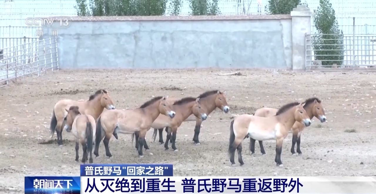 J9九游会：【中央媒体看甘肃】又一批普氏野马将转运从几近灭绝到重生它们经历了什么？(图6)