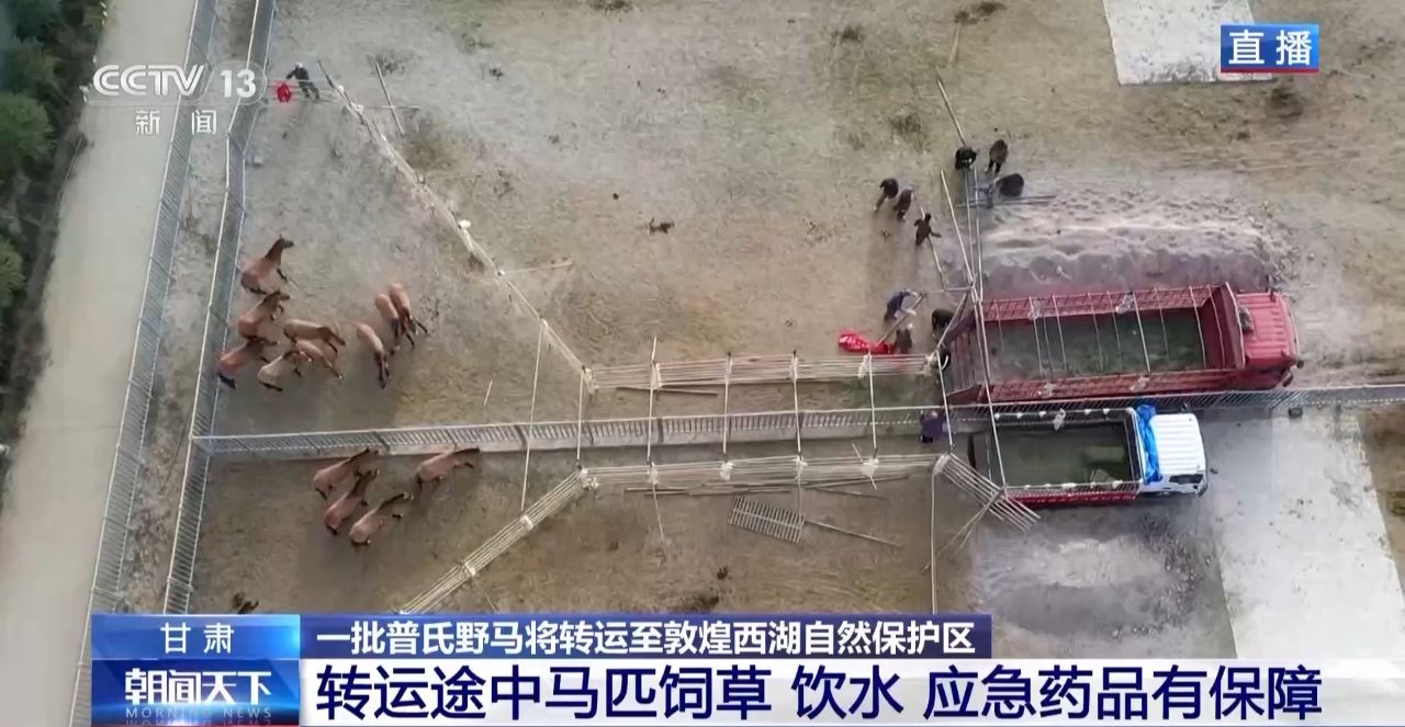 J9九游会：【中央媒体看甘肃】又一批普氏野马将转运从几近灭绝到重生它们经历了什么？(图5)