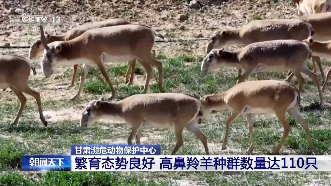 J9九游会：【中央媒体看甘肃】又一批普氏野马将转运从几近灭绝到重生它们经历了什么？(图12)