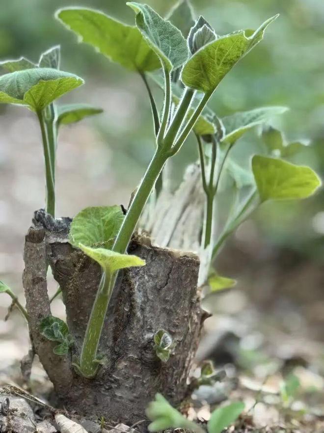 九游会J9：2026新年献词｜在更大的风浪里和你一起看远一点(图2)